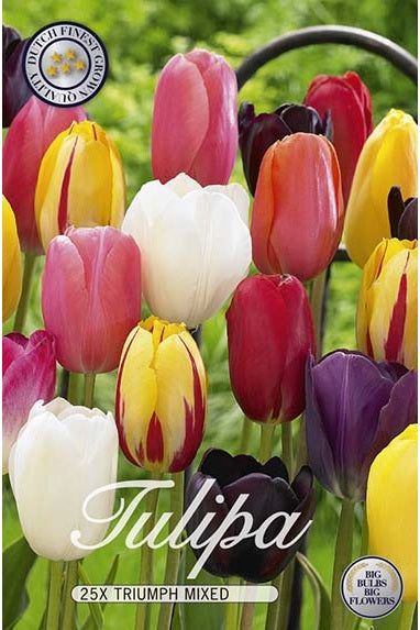 Tulip Triumph Mix 20-pakning